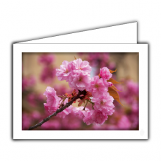 Greeting card | Japanese cherry blossom